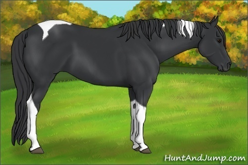 Horse Color:Black Tobiano 