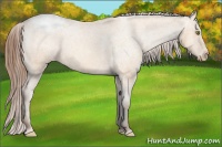 Horse Color:Amber Champagne Snowcap