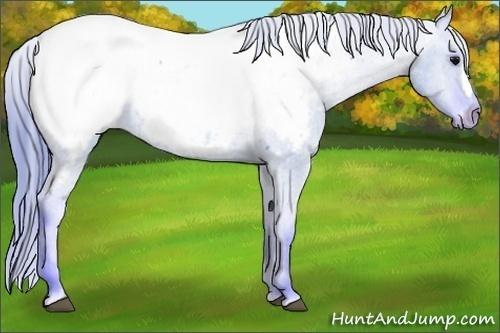 Horse Color:Watercolor Grullo Appaloosa Rabicano