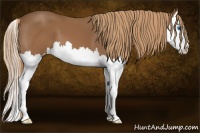 Horse Color:Chestnut Splash 
