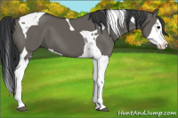 Horse Color:Grullo Splash Tobiano