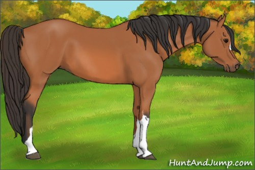 Horse Color: Unknown 