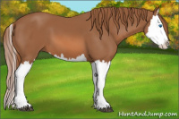 Horse Color:Chestnut Splash 