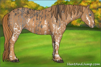 Horse Color:Brown Splash Rabicano  Brindle