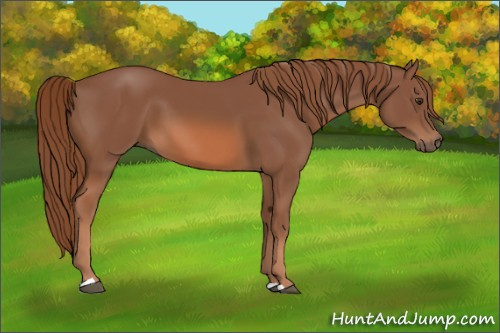 Horse Color: Chestnut 