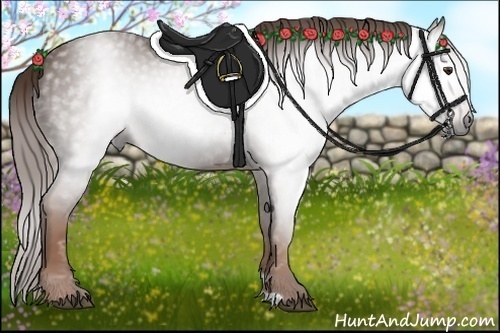 Horse Color:Gray Chestnut 