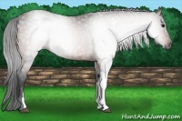 Horse Color:Gray Bay 
