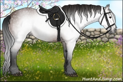 Horse Color:Gray Bay 