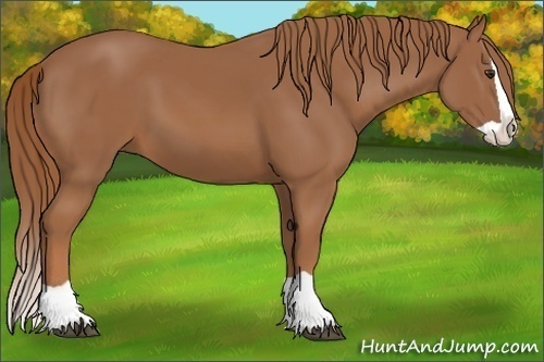 Horse Color: Chestnut Splash 