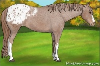 Horse Color:Chestnut Appaloosa 