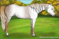 Horse Color:Gray Chestnut Sabino 