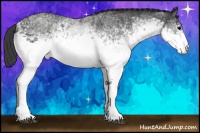 Horse Color:White Spotted Blue Roan Rabicano Brindle