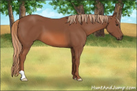 Horse Color:Unknown 