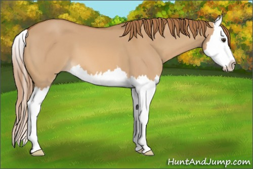 Horse Color: Red Dun Splash 