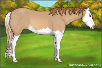 Horse Color:Red Dun Splash 