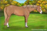 Horse Color:Red Roan Splash 