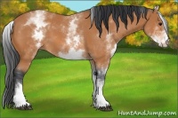 Horse Color:White Spotted Bay 