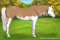 Horse Color:Chestnut Splash 