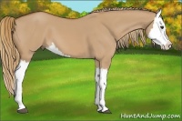 Horse Color:Red Dun Splash 