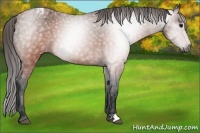 Horse Color:Gray Brown Blanket 