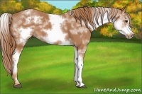 Horse Color:White Spotted Chestnut Frame
