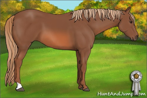 Horse Color: Chestnut 