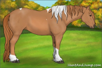 Horse Color:Chestnut Tobiano