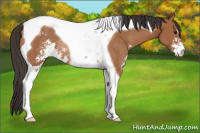 Horse Color:Bay Sabino Tobiano Rabicano