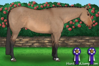 Horse Color:Bay Dun