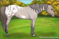 Horse Color:Bay Roan Dun Frame Appaloosa 