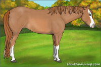 Horse Color:Red Roan Splash 