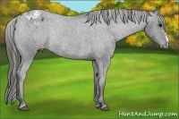 Horse Color:Black Appaloosa Rabicano 