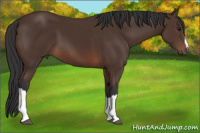 Horse Color:Brown 
