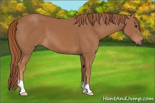 Horse Color:Unknown 