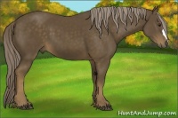 Horse Color:Chocolate Palomino 