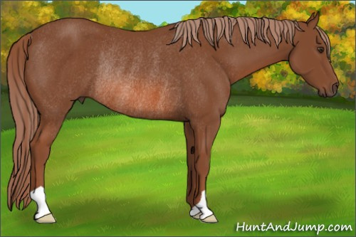 Horse Color: Liver Chestnut Rabicano 