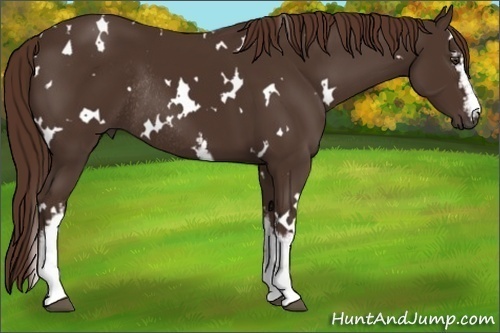 Horse Color: White Spotted Liver Chestnut Rabicano 