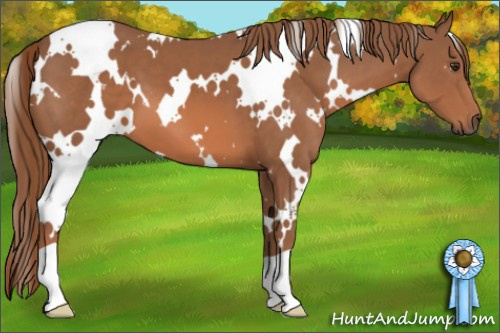 Horse Color: White Spotted Liver Chestnut 
