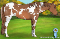 Horse Color:White Spotted Liver Chestnut 