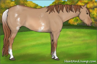 Horse Color:White Spotted Red Dun 