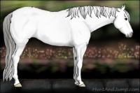 Horse Color:Gray White Spotted Black Appaloosa Rabicano 