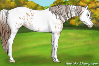 Horse Color:Bay Roan Dun Splash Tobiano Appaloosa 
