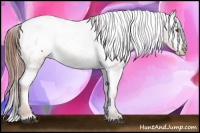 Horse Color:Chestnut Appaloosa