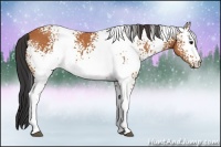Horse Color:White Spotted Bay 