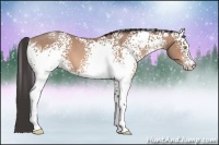 Horse Color:White Spotted Amber Champagne 