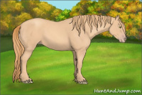 Horse Color:Gold Champagne 