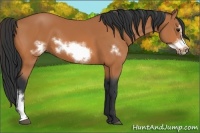 Horse Color:Bay Frame 