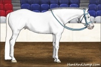 Horse Color:Gray Silver Amber Cream Champagne Roan Dun Splash Tobiano Frame Near Leopard Rabicano 