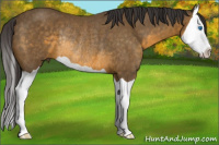 Horse Color:Buckskin Splash Rabicano