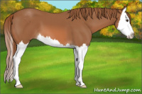 Horse Color:Chestnut Sabino Splash 
